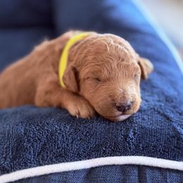 Gold - Red  female Goldendoodle puppy in Mount Pleasant, Utah from Betty's Goldendoodles