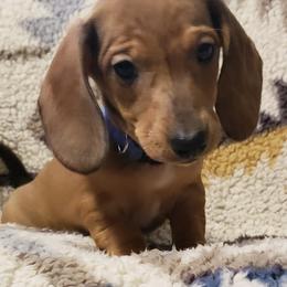 Dachshunds from Hilltop Aussies & dachshunds