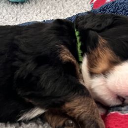 Boy 3 - Bernese Mountain Dog puppy from Birdsong Bernese Mountain Dogs