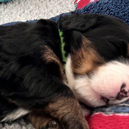 Boy 3 - Bernese Mountain Dog puppy from Birdsong Bernese Mountain Dogs