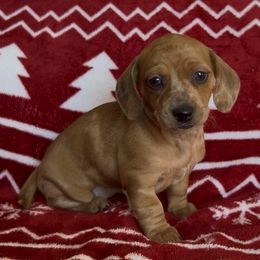 Pumpkin - Dapple female Dachshund puppy in Brentwood, California from Dashing Dachshunds RF