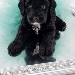 Mabel - Black and white female Aussiedoodle puppy in Byron, Georgia from Southern Olive Doodles 🫒