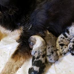 Miniature Australian Shepherd and Toy Australian Shepherd Puppies from Halfpint Aussies