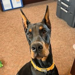 Doberman Pinscher Puppies from Eminent Dobermans