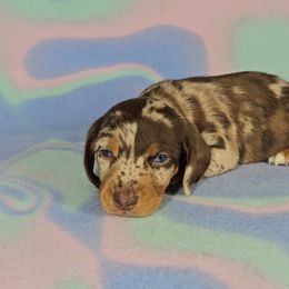 Dachshund Puppies from Newbern's Nuggets