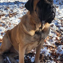 Koa - Mastiff