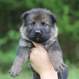 First choice - Sable male German Shepherd puppy in Lucasville, Ohio from Trusting Hearts Kennel