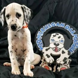 Dalmatian Puppies from Mid-Michigan Dalmatians