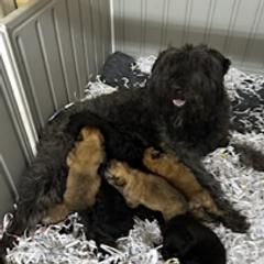 Paris - Bouvier des Flandres