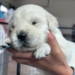 Boy 3 - Light golden male Golden Retriever puppy in Orland, California from Brownfield’s English Cream Golden Retrievers
