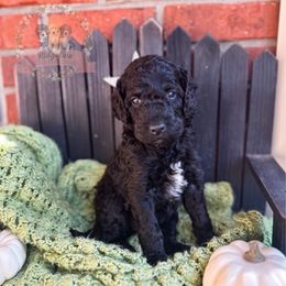 Cocoa Puffs - Black and white male Aussiedoodle puppy in Corydon, Indiana from Ridgeline Doodles