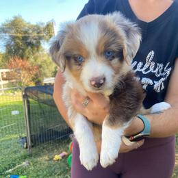 Rocky Road - Red merle female Miniature Australian Shepherd puppy in Sonora, California from Quarle Ranch Mini Aussies