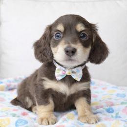 Mystic (Chocolate and cream) (No breeding homes allowed) - Chocolate and cream male Dachshund puppy in Fayetteville, North Carolina from RRD