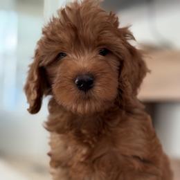 Mikey - blue - Red  male Goldendoodle puppy in Yuciapa, California from AlltheDoodlez_