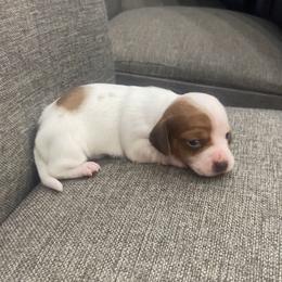 Chai - Piebald female Dachshund puppy in Clinton, Tennessee from 4-LOVES Dachshunds