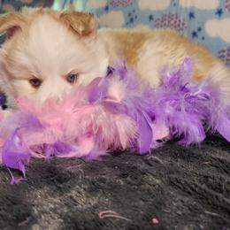 Pomsky and Siberian Husky Puppies from Whitmore Wolfpack LLC