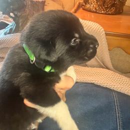 Boy 2 Cash Dark green collar - Black male Anatolian Pyrenees puppy in Clifton, Illinois from Mcginnis Guardian Dogs