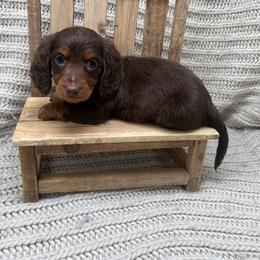Dachshund Puppies from Golden Creek Farm