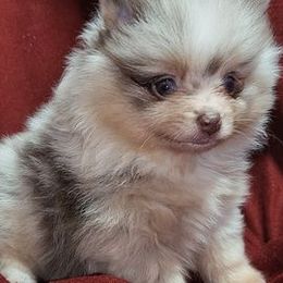 Pomeranians from Janie's Poms