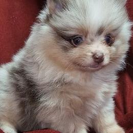 Pomeranians from Janie's Poms