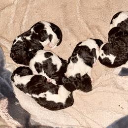 Atlas - Parti male Poodle puppy in Meadowbrook, California from Standard Poodle Pups