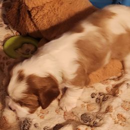 Jellybean - Blenheim Cavalier King Charles Spaniel puppy in Geff, Illinois from Angelic Cavaliers