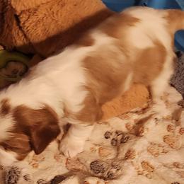 Jellybean - Blenheim Cavalier King Charles Spaniel puppy in Geff, Illinois from Angelic Cavaliers
