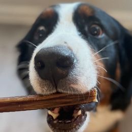 Bernedoodles, Bernese Mountain Dogs, Goldendoodles, and Golden Retrievers from Goldens and Doods of TN