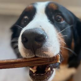 Bernedoodles, Bernese Mountain Dogs, Goldendoodles, and Golden Retrievers from Goldens and Doods of TN
