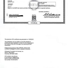 Dogo Argentino Puppies from De La Citra Dogo Argentino