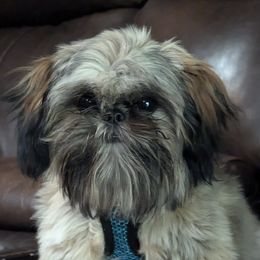 Mr A J - Shih Tzu