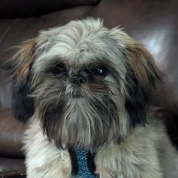 Mr A J - Shih Tzu