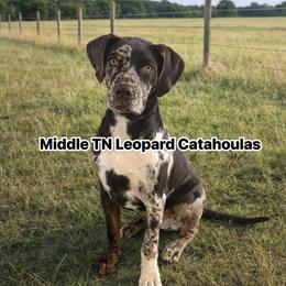 Call name is RUGER - Red merle male Catahoula Leopard Dog puppy in Manchester, Tennessee from Middle TN Leopard Catahoulas and Middle TN Bassett Hounds