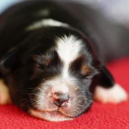 Dakota - Black tri female Miniature Australian Shepherd puppy in Chesapeake, Virginia from Beaver Dam Mini Aussies