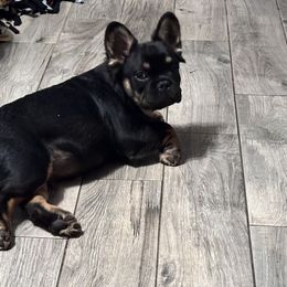 Tuxedo Full Fluffy - French Bulldog puppy from Christie's Frenchies