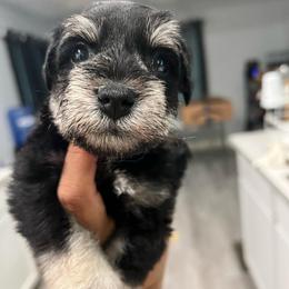 Boy-1 black lightning - Black male Miniature Schnauzer puppy in Lehigh Acres, Florida from Regency Schnauzer