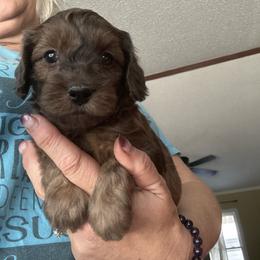 Chilli - Merle male Goldendoodle puppy in Waynesboro, Virginia from Forest Creek Kennel