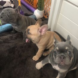 French Bulldog and Newfoundland Puppies from Haywire Frenchies & Newfoundland’s