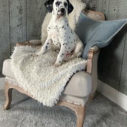 Black White Male - White and black male Dalmatian puppy in Fayette, Missouri from Lazy B Bassets and Dalmatians