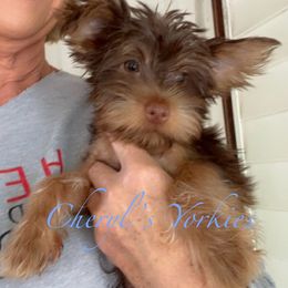 Yorkshire Terrier puppies from Cheryl’s Yorkies