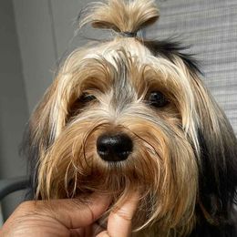 Poodles and Yorkshire Terriers from Taste Of Flavor LLC