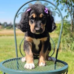 Evelyn - Sable female Saint Berdoodle puppy in Battle Ground, Washington from Mad Hatter Farms Saint Berdoodles