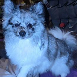 Hunnibunnies Gomez - Blue merle male Pomeranian puppy in Cleveland, Ohio from Hunnibunnies