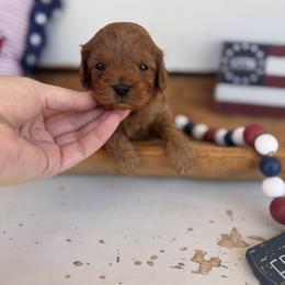 Texas - Red male Cavapoo puppy in Mesa, Arizona from Pedersendoodles