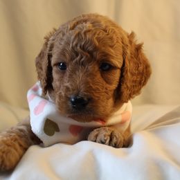 Bernedoodle, Goldendoodle, and Poodle Puppies from Raintree Standard Poodles & Mini Doodles