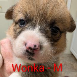 Wonka - Red male Pembroke Welsh Corgi puppy in Berkeley Springs, West Virginia from Hummingbird Farm