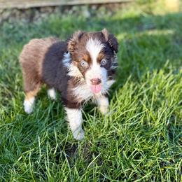 Rose - Red tri-color female Australian Shepherd puppy in Otis, Oregon from Heritage Hill Aussies