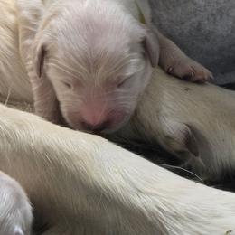 3rd pick of female pups from this litter - Light golden female Golden Retriever puppy in Muncie, Indiana from Scarlett Creek Retrievers and Samoyeds