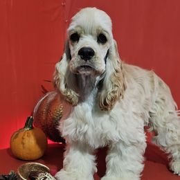 Girl 2 - Cocker Spaniel puppy in Peoria, Arizona from Stand Alone Cockers