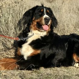 Serena - Bernese Mountain Dog